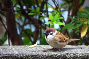 かってに愛鳥週間：最終日　スズメ